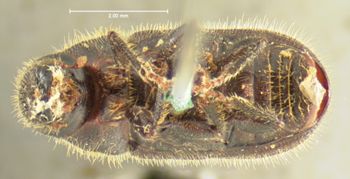Media type: image;   Entomology 980 Aspect: habitus ventral view